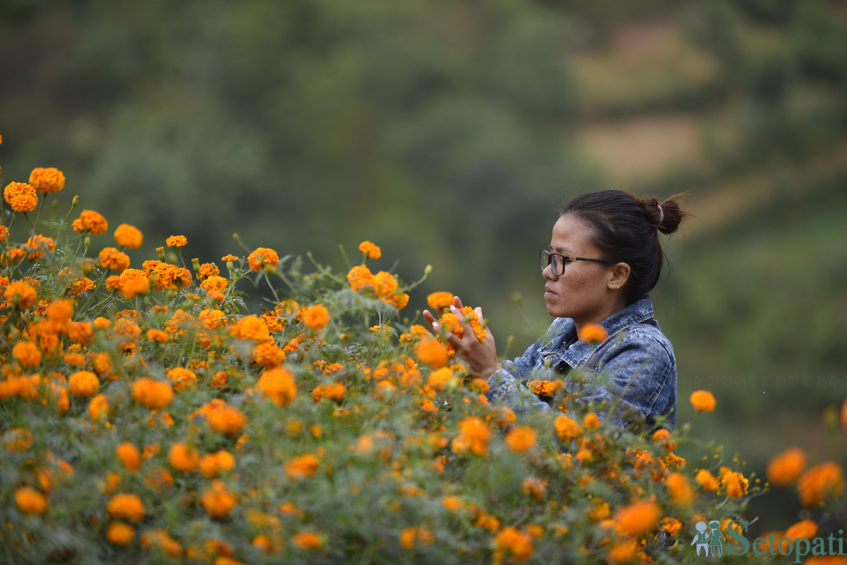 https://raracms.setopati.com/uploads/shares/2019/01/sujita/Marigold flowers for the Tihar Festival (1).JPG